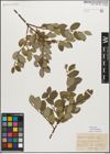 Foto von Salix myrsinifolia Salisb.